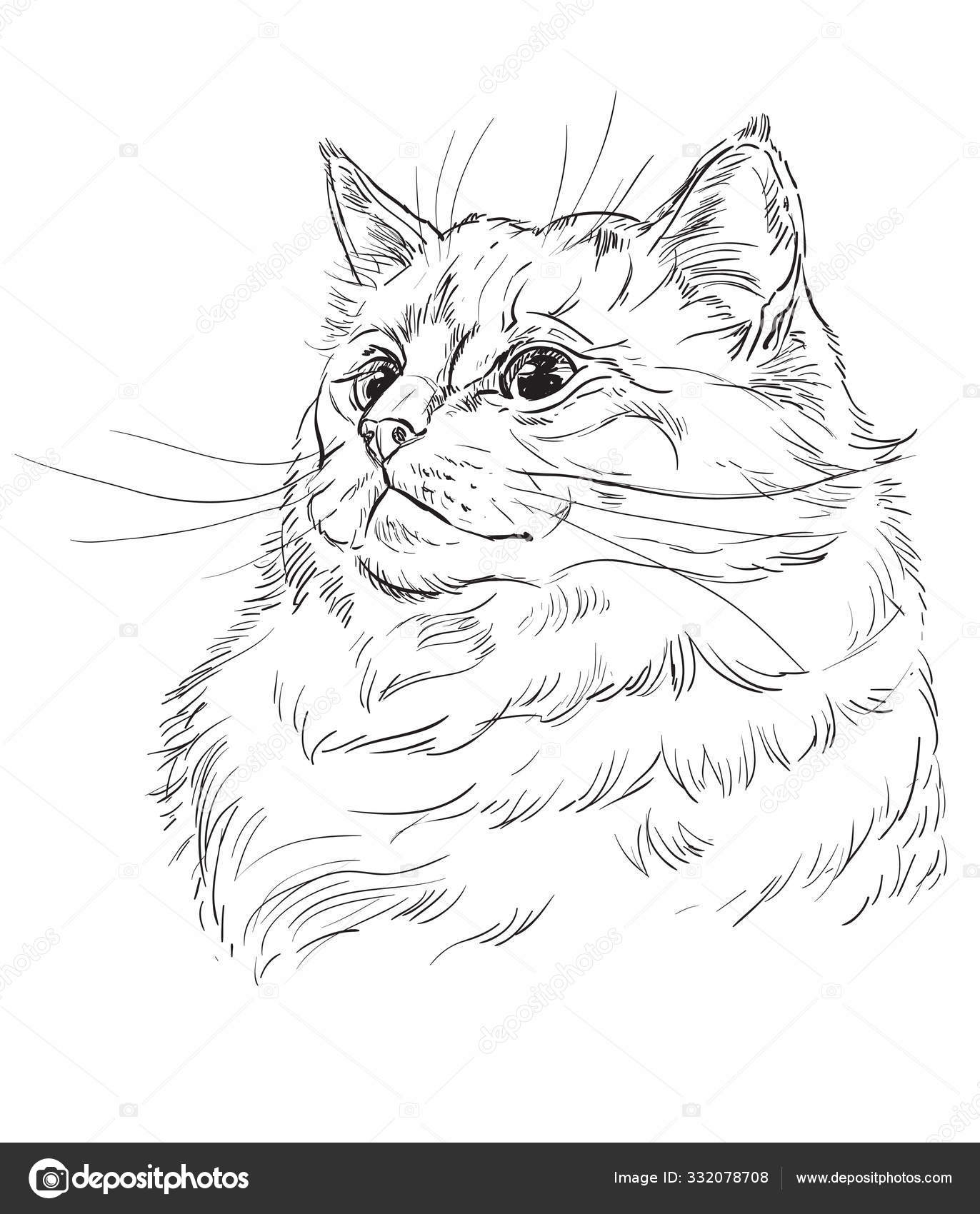 Ilustração Realista Do Desenho Vetorial Do Gato De Estimação Fofo