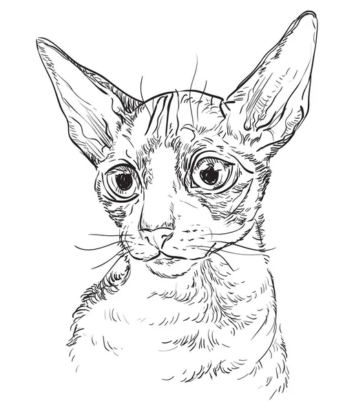 Vetor mão desenho gato 6 — Vetor de Stock