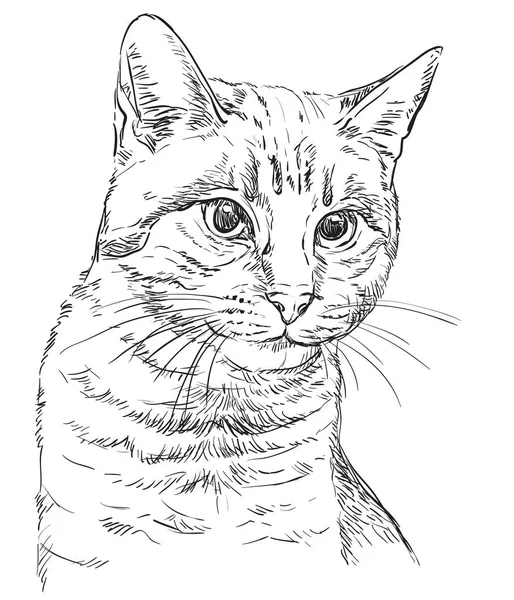 Vetor mão desenho gato 2 — Vetor de Stock