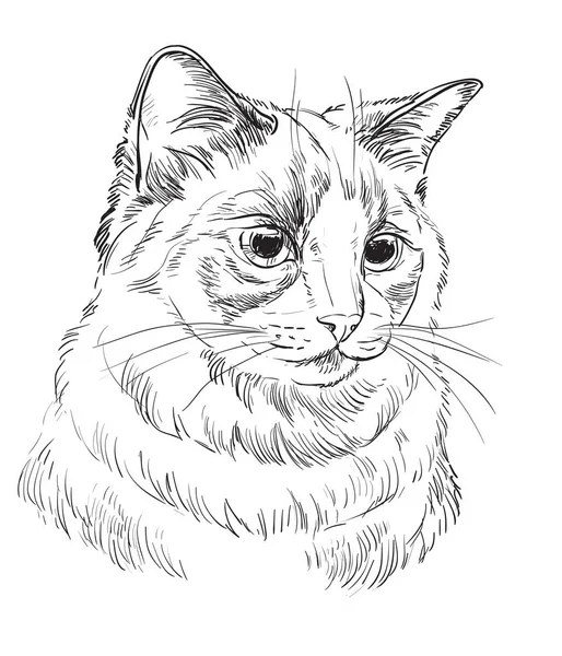 Vektor Hand Zeichnung Katze 5 — Stockvektor