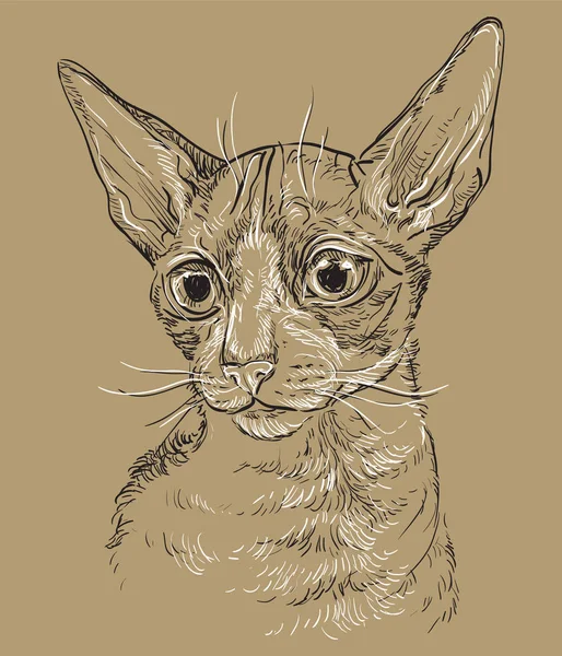 ブラウンベクトル猫ポートレート6 — ストックベクタ