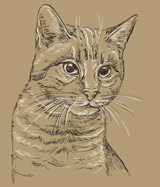 Brown vector cat portrait 2 — 스톡 벡터