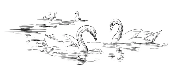Vetor mão desenho cisnes —  Vetores de Stock
