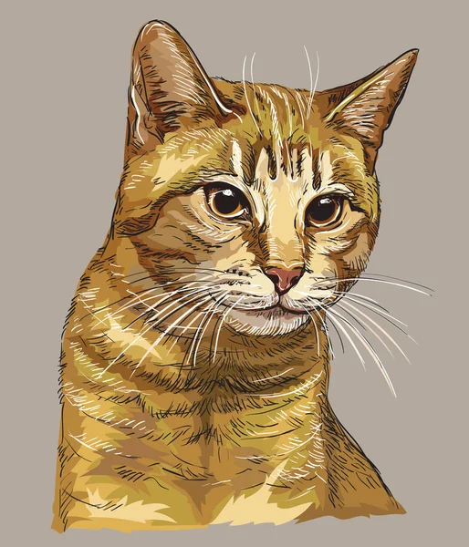 Kleurrijke Vector Hand Tekening Portret Van Kat Geïsoleerd Beige Achtergrond — Stockvector