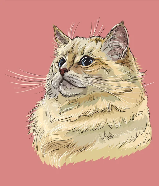 Dessin Vectoriel Coloré Main Portrait Chat Ragdoll Rétro Portrait Réaliste — Image vectorielle