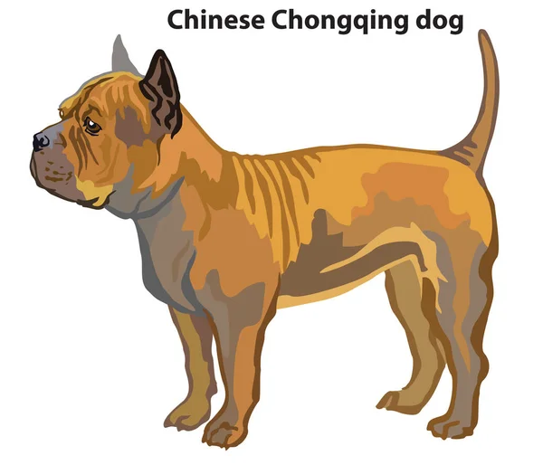 Retrato Decorativo Colorido Perfil Chinês Chongqing Cão Vetor Isolado Ilustração —  Vetores de Stock