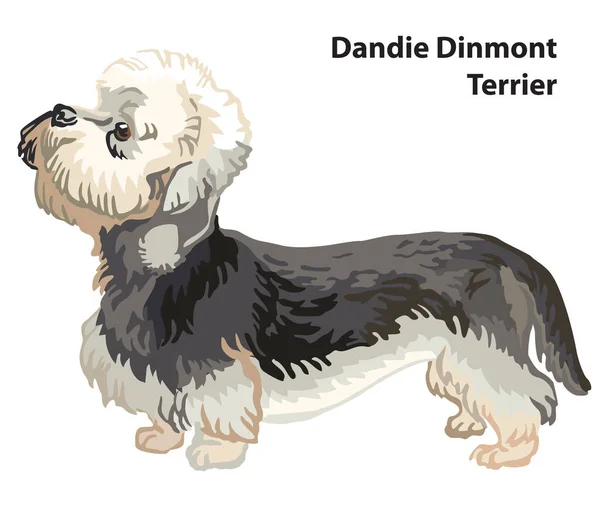 Colorato Ritratto Decorativo Stare Piedi Profilo Dandie Dinmont Terrier Vettoriale — Vettoriale Stock