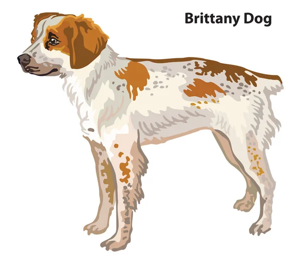 Colorful decorative portrait of standing in profile Brittany Dog, vector isolated illustration on white background. Stock illustration