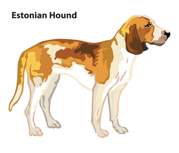 Bunte Dekorative Porträt Des Stehen Profil Dog Estonian Hound Vektor — Stockvektor