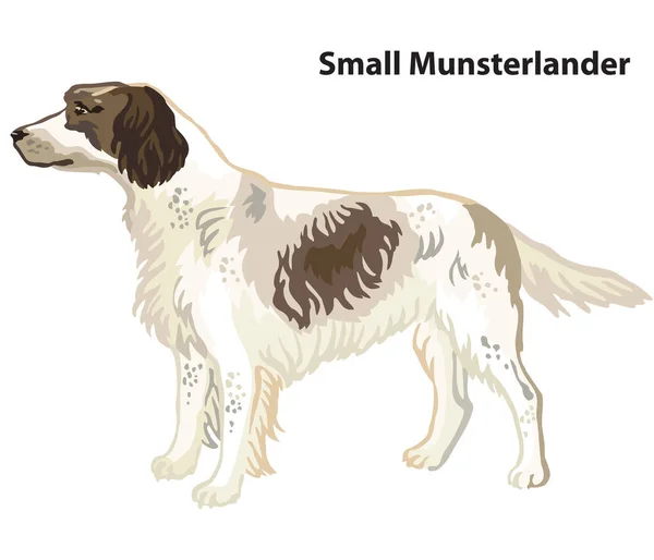Küçük Munsterlander Köpeği Nin Renkli Portresi Beyaz Arka Planda Izole — Stok Vektör