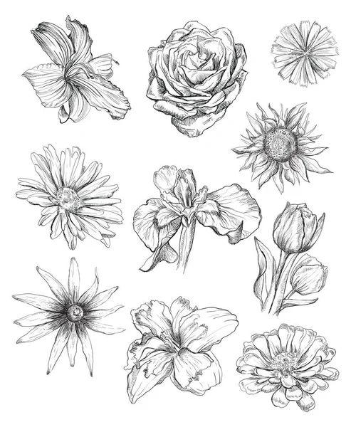 Handritning Uppsättning Blommor Vektor Monokrom Skiss Illustration Blommor Svart Färg — Stock vektor
