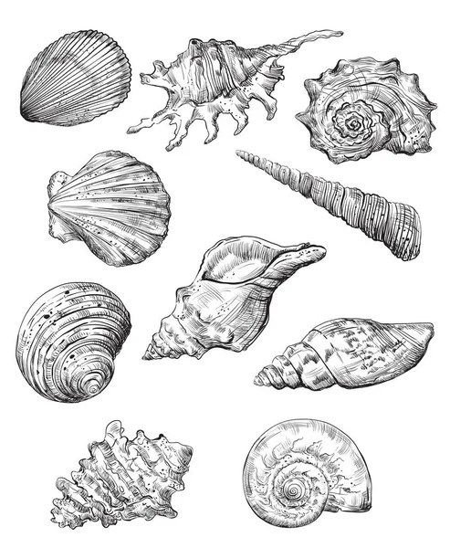 Handzeichensatz Von Muscheln Vektor Monochrome Skizze Illustration Von Muscheln Schwarzer — Stockvektor