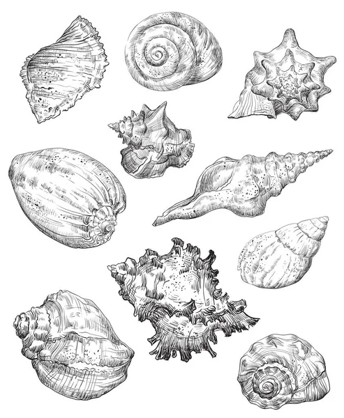 Handzeichnung Skizze Von Muscheln Vektor Monochrome Illustration Der Muschelsammlung Schwarzer — Stockvektor