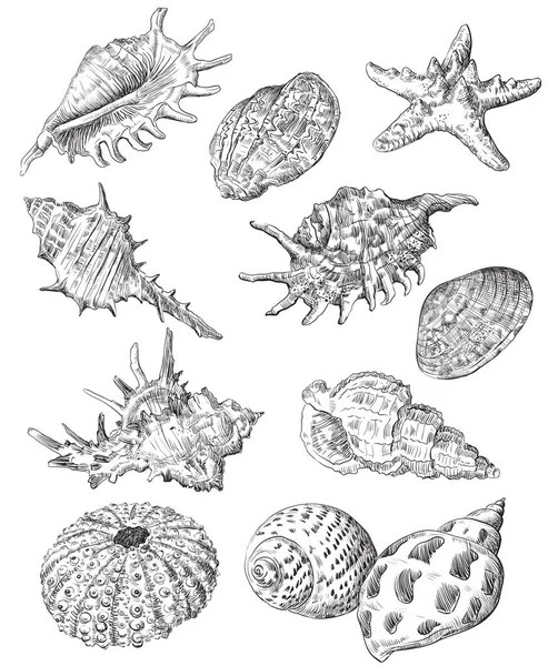 Handzeichnung Skizze Von Muscheln Vektor Monochrome Illustration Der Muschelsammlung Schwarzer — Stockvektor