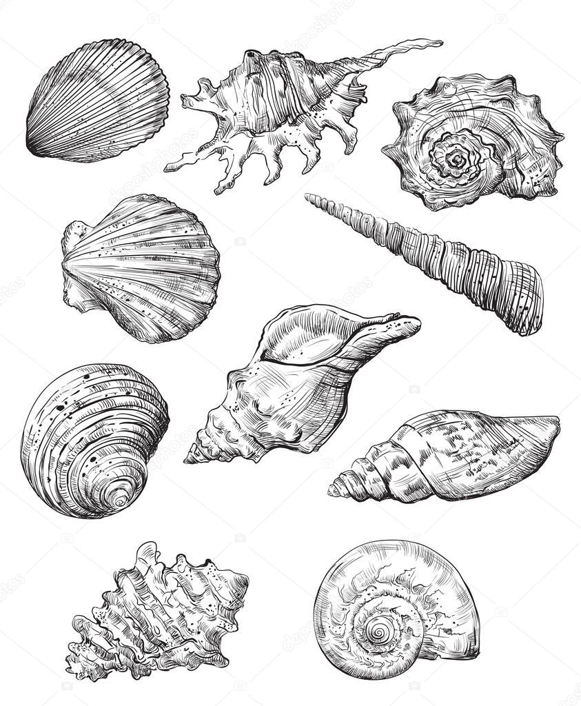 Hand drawing set of seashells. Vector monochrome sketch illustration of seashells in black color isolated on white background. Design travel elements, vintage icons set. Stock illustration for art and design