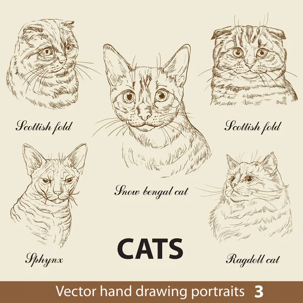 Juego Dibujo Mano Los Gatos Raza Pura Cabezas Gato Aisladas — Archivo Imágenes Vectoriales