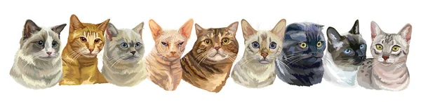 Ilustração Horizontal Vetorial Com Diferentes Raças Gatos Isolados Retratos Uma —  Vetores de Stock