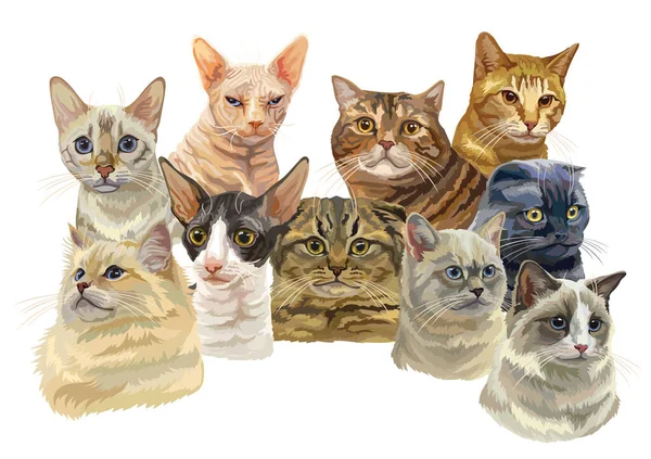 Διάνυσμα Οριζόντια Εικόνα Διαφορετικές Γάτες Αναπαράγει Πορτρέτα Που Απομονώνονται Λευκό — Διανυσματικό Αρχείο