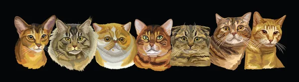 Ilustração Vetorial Com Diferentes Raças Gatos Isolados Retratos Sobre Fundo —  Vetores de Stock