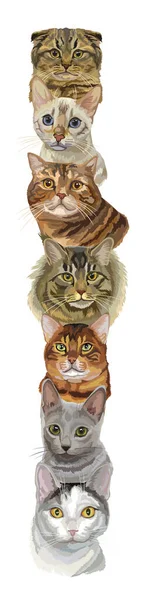 Ilustração Vertical Vetorial Com Diferentes Raças Gatos Retratos Isolados Sobre —  Vetores de Stock