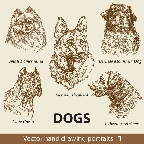 かわいい犬の手描きセット 犬はベージュ地に隔離された頭 インクの手の現実的な肖像画を描いた 動物収集 Tシャツ バナーを印刷するのに良い ストックイラスト — ストックベクタ