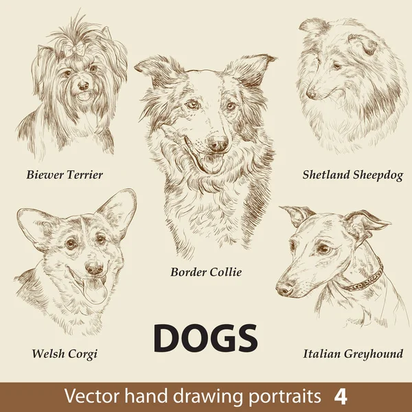 一套可爱的狗的手绘图第4部分 狗的头被米色背景隔离了 铅笔手绘了一幅逼真的肖像 动物收藏 很适合打印T恤 库存说明 — 图库矢量图片