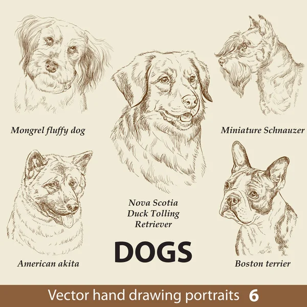 Mano Dibujo Conjunto Lindo Perros Razas Parte Cabeza Perro Aislada — Archivo Imágenes Vectoriales