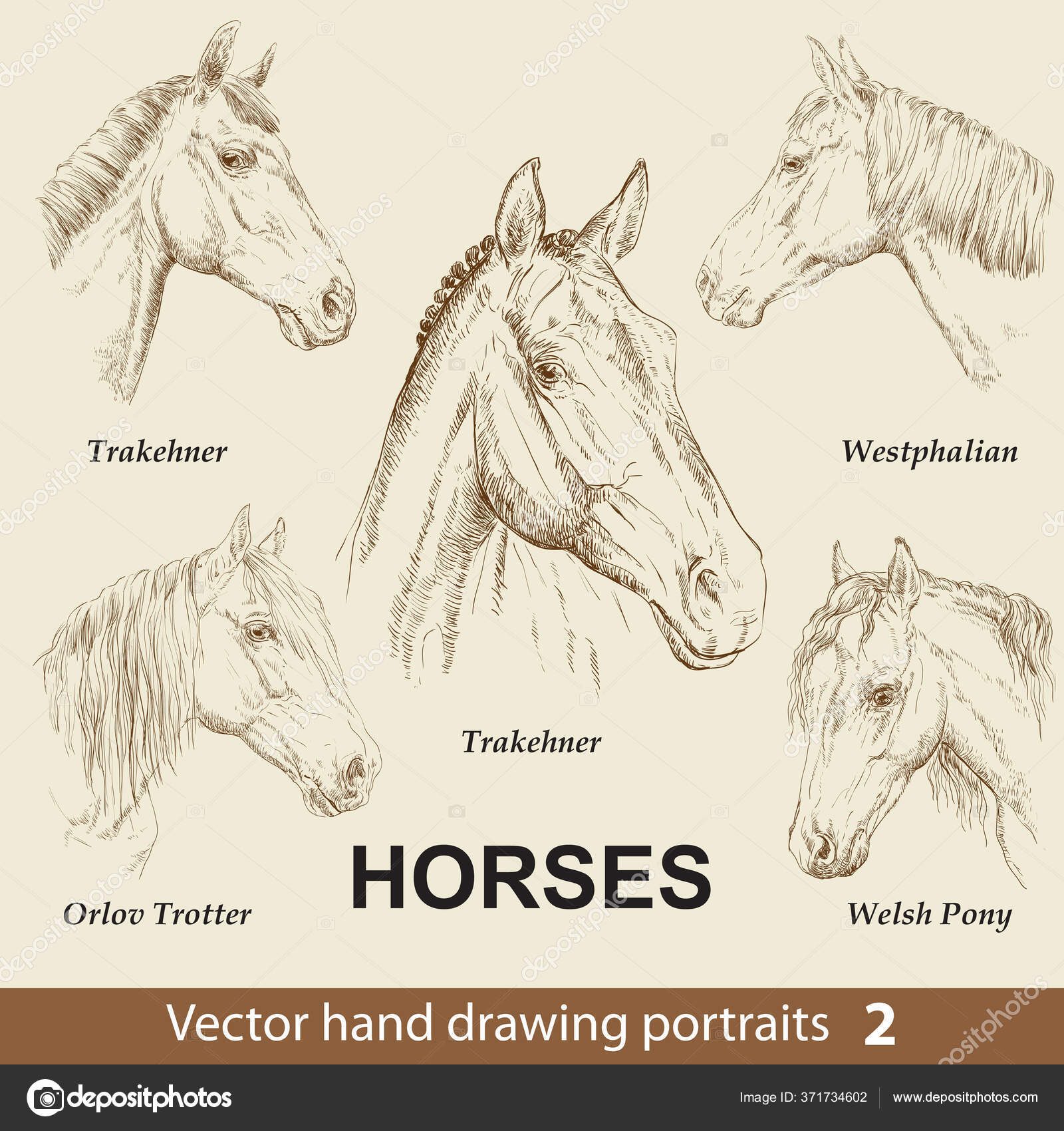 Conjunto De Desenho À Mão De Raças De Cavalos. Cabeça De Cavalo De