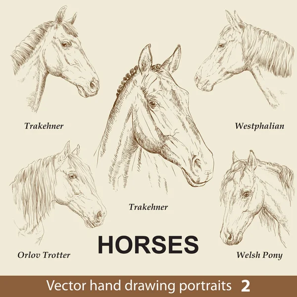 Hand Drawing Set Horses Breeds Elegance Horse Head Isolated Beige — Stock Vector