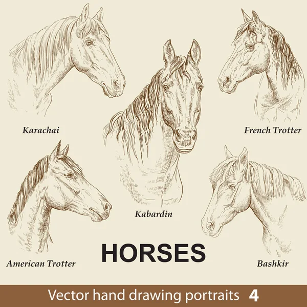 Hand Drawing Set Horses Breeds Elegance Horse Head Isolated Beige — Stock Vector