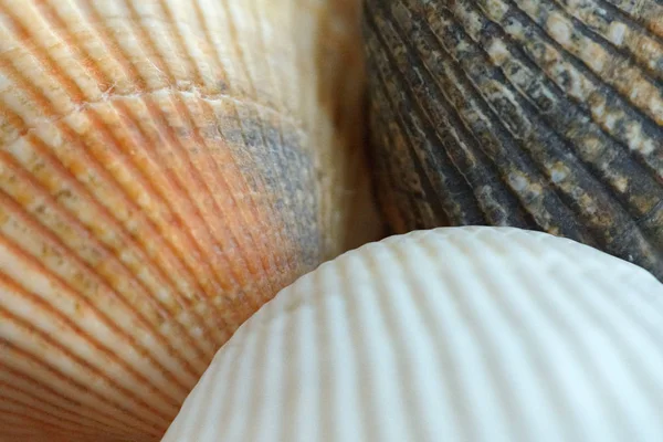 Sea shell macro — Stockfoto