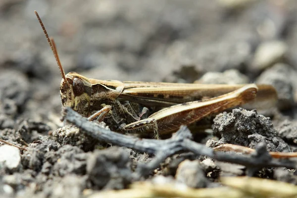 Çekirge makro görünümü