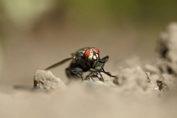 Fly insect macro — Stock Photo, Image