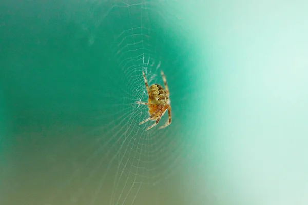 Spider está en su web —  Fotos de Stock