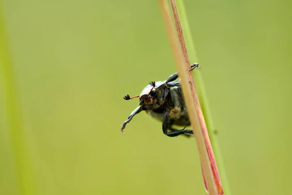 Zabawne beetle na pniu — Zdjęcie stockowe