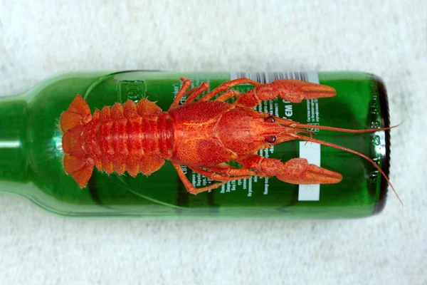 Red crayfish macro — Stock Photo, Image