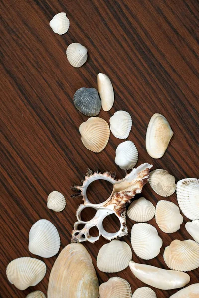 Sea Shells Background Wooden Surface Tourism Traveling Holiday Concept Idea — Stock Photo, Image