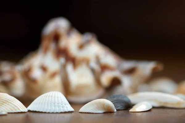 Muscheln Hintergrund Auf Holzoberfläche Tourismus Reisen Urlaubsidee — Stockfoto