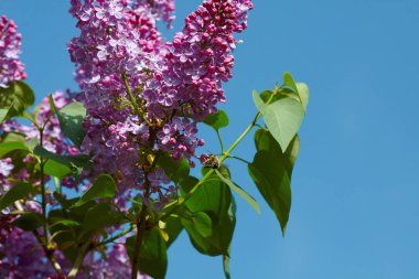 Küçük arı mor Lila nektar toplar