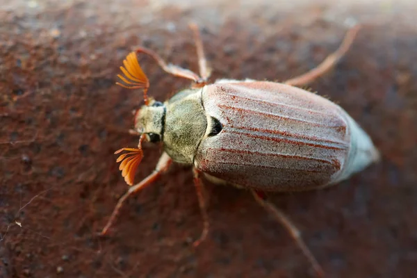 Cockchafer Está Listo Para Volar Vista Macro — Foto de Stock