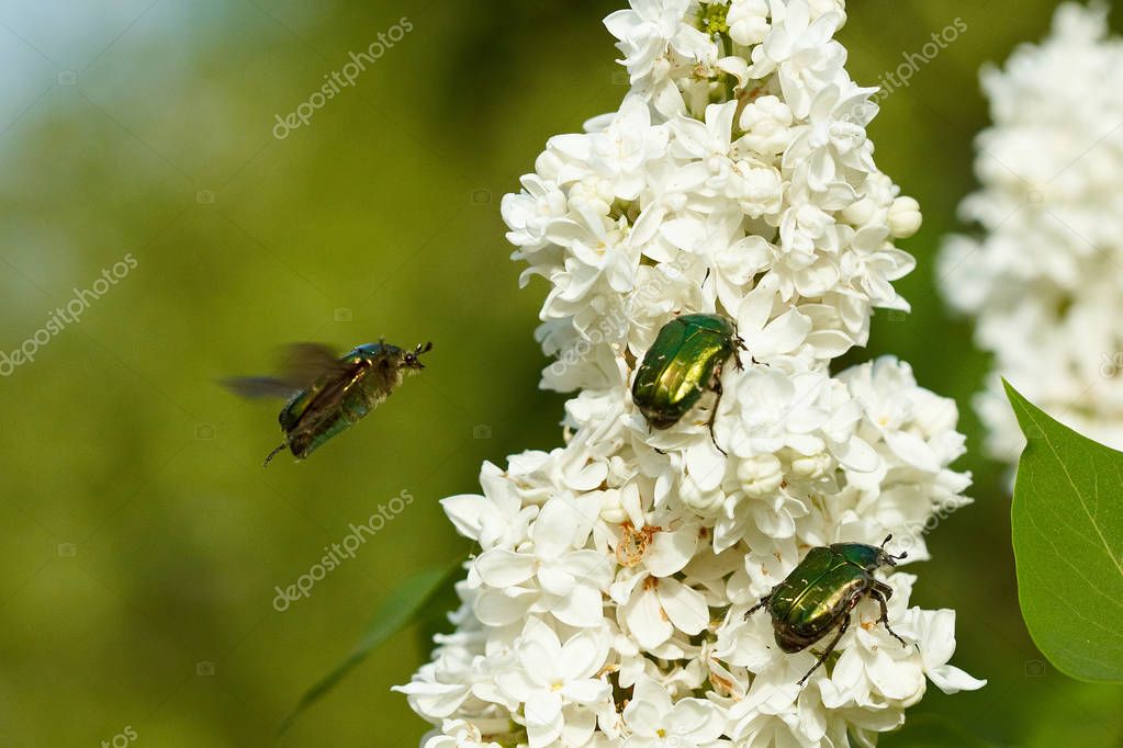 Green chafer is on the lilac flower