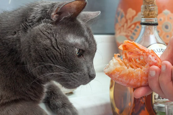 Gato Está Interessado Langoustine Cozido Fresco — Fotografia de Stock