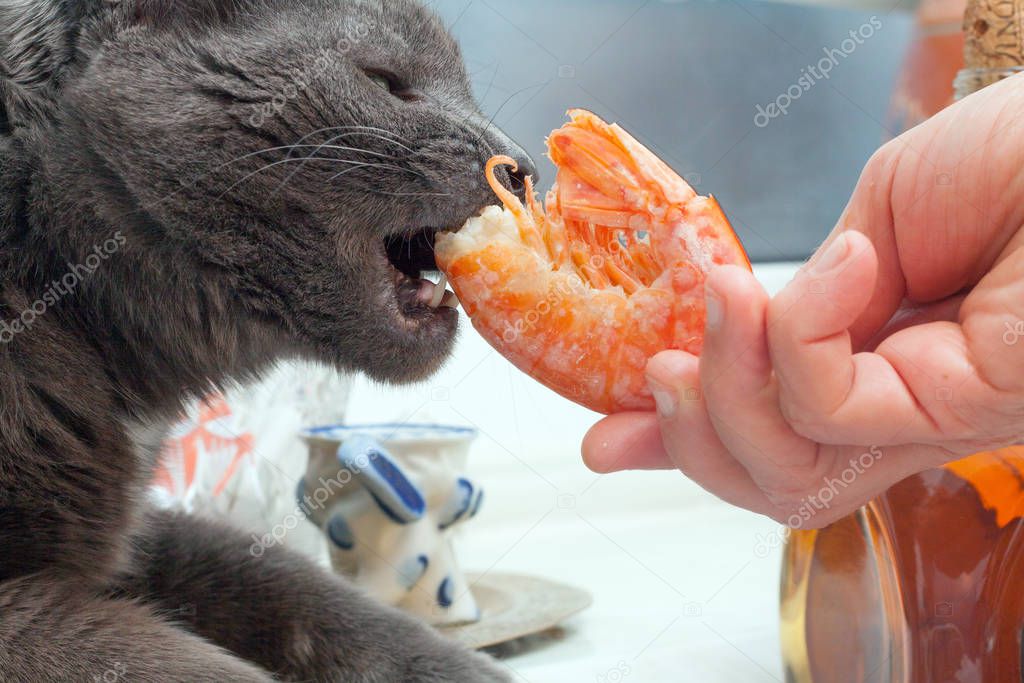 Cat eats of fresh cooked langoustine.