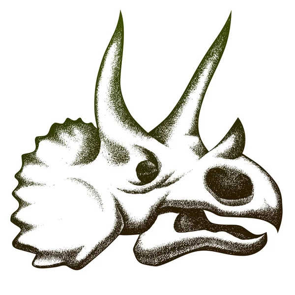 Triceratops Disegno Del Cranio Illustrazione Schizzo Matita — Vettoriale Stock