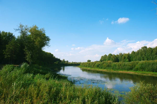 緑の木と背の高い草の間の青い空の下で草の川夏晴れた日 — ストック写真