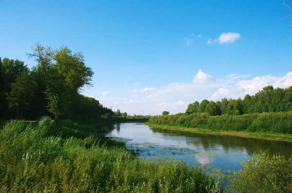 Rivière herbeuse journée ensoleillée d'été sous le ciel bleu parmi les arbres verts et l'herbe haute Photo De Stock