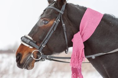 kahverengi at bir pembe eşarp kış at başlığı, yan görünüm içinde