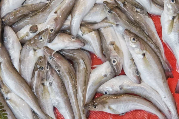 Свіжа риба та морепродукти, виставлені на ринку — стокове фото