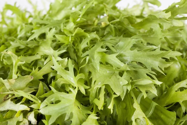 salata beyaz arkaplanda izole