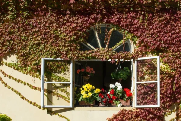 Açık renkli sardunyalar penceresiyle